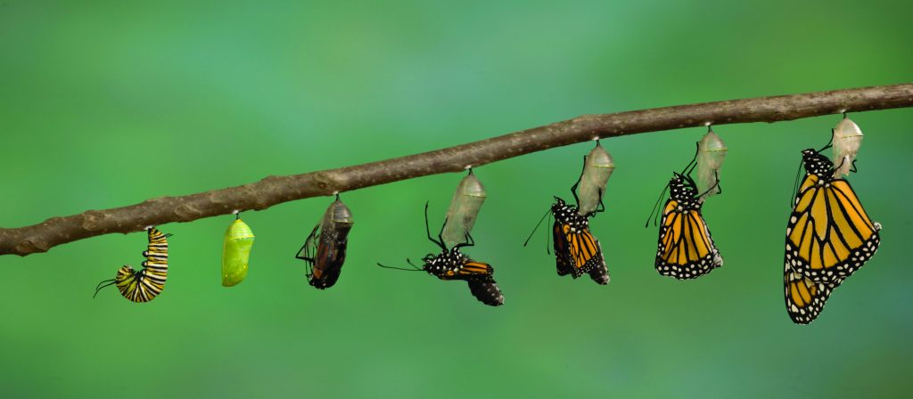 Monarch Butterfly emerging from it's chrysalis